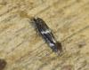 Elachista sp.